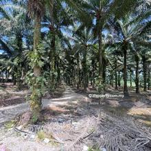 Ulu choh kampung melayu pekan nanas industry land for sale