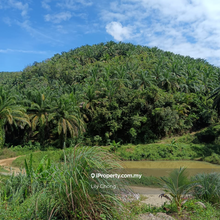 For Sale Oil Palm Agriculture  land 