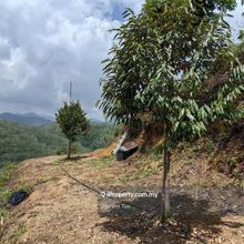 4.5 Acres Freehold Durian Farm Kenaboi Titi Jelebu Negeri Sembilan