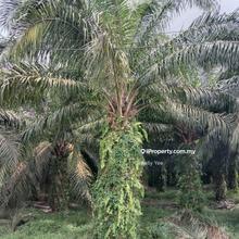 Palm Oil Plantation @ Paloh, Kluang for Sale