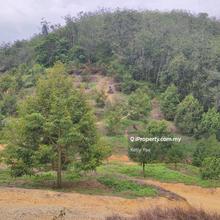 Durian Orchard Farm for Sale in Karak, Pahang