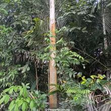 8.319 Acres Agricultural Land For Sale