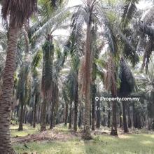 Ayer Tawar 3.56 oil palm land for sales