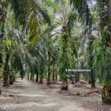 Palm Oil Plantation for Sale in Kulim