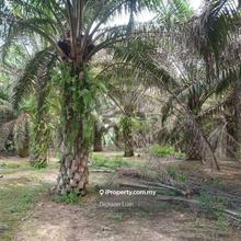 4.7643 Acres Cinta Manis, Karak Palm Oil Land For Sale 