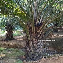Huge oil palm estate for sale