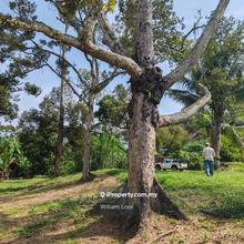 9-acres Tras Raub Prime Durian Land for Sale with Ready Yield Profit