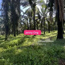 Agriculture Land At Jitra ,Kedah For Rent