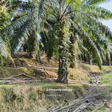 55 acres palm oil Perak sungai siput 