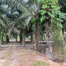 Prime Main Road Land at Paloh Land for sale