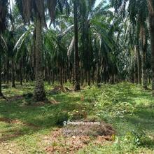 Prime Location Mixed Development Land Sp Utara Bandar Amanjaya
