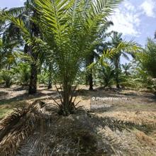 100 Acres Freehold Oil Palm Kemayan Teriang