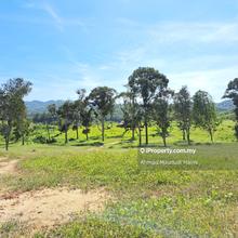 Agriculture Land plantation consist Durian Musang King 