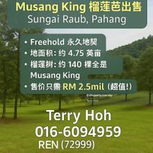 Musang King Durian Orchard Raub Sungai Ruan Pahang