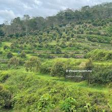 60 acres Roadside Durian Orchard