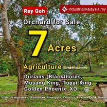 Durians and Fruits Orchard 7 acres agriculture land Mantin Seremban 
