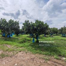 Pokok Sena Nangka Farm for Sale