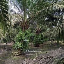 For Sale - Agriculture Land @ Pekan Nanas