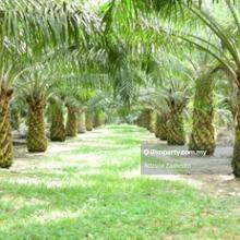 Spacious 247.10 Acres Land Agricultural Land Juasseh, Kuala Pilah