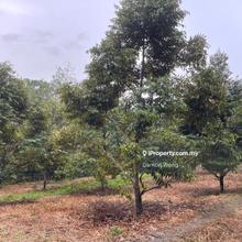 Musang King durian orchard in Slim River