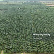 Pendang Sebelah Maktab Rendah Sains Mara Tanah Pokok Sawit Free Hold 