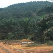 Kelantan Gua Musang Ulu Nenggiri 3400 acres Palm Oil Land for sale