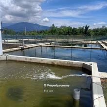 Fish Pond Prawn Pond Agriculture Land Semeling Kedah For Sale 