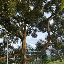 Nice Musang King farm in Sang Lee for sale