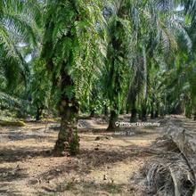 Agricultural Land For Sale In Jenjarom