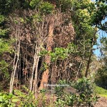 Terengganu Marang Mercang 11168 acres Empty Land for sale