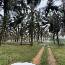 For Sale- 7.66 Acres Agricuture Land@ Bukit Batu Sedenak, Kulai