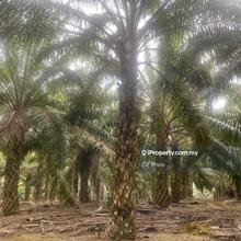 Kelantan Jeli Mukim Tepi Sungai 556 acres Palm Oil Land for sale