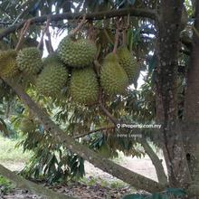 23-Acre Prime Leasehold Durian Orchard for Sale in Selandar, Malacca