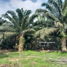 349 Acres Residential Zoning @ Kuala Selangor for Sale