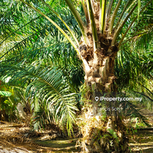 Agricultural land for sale in Sabai, Bentong 