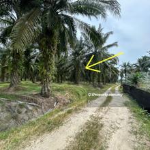 5 ekar Oil Palm Land For Sale-Sungai Ramai, Ayer Tawar