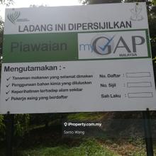 Very mature durian farm