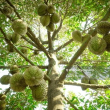 Durian land at Raub, Pahang for sale