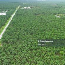 Bukit Tagak Agriculture land For Sale