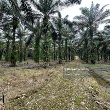 Value buy Banting sri cheeding industrial zoning land freehold sale