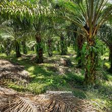 Agriculture land for Sale