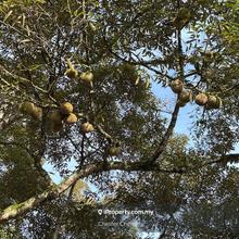 Durian Plantation with House for Retirement