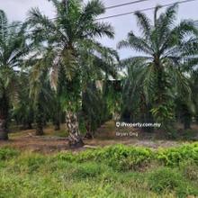 Oil Palm Estate, Perak