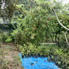 Kubang Ulu Orchard Farm C/W Dwelling House & Fish Pond for Sale