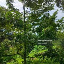 Tanah Kebun, Jalan Besar, Kebun Durian 3 ekar Sua Betong Port Dickson