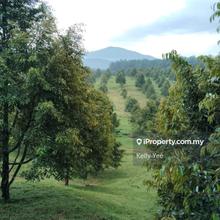 Durian Orchard Farm @ Serdang for Sale