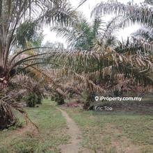 Oil Palm Land For Sale-Tapah,Perak.