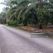 Freehold 1.57 Acres Agriculture Land  Kg Cina