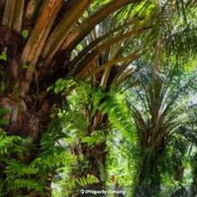 Alor Gajah Mukim Ayer Pa'abas Oil Palm Land, approximately 18 acres