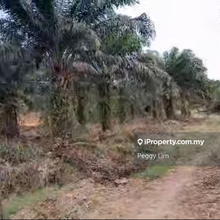 600 acres Oil Palm Land For Sale, Beluran, Sabah 